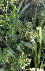 Eriophyes paratrophis