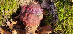 Ganoderma lucidum