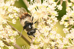 Cheilosia illustrata
