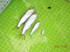 Opsariichthys pachycephalus