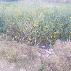 Tithonia