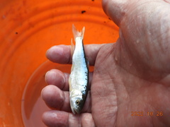 Opsariichthys pachycephalus