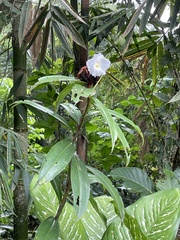 Costaceae