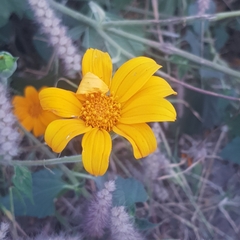 Tithonia