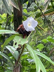 Costaceae