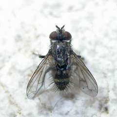 Exoristinae