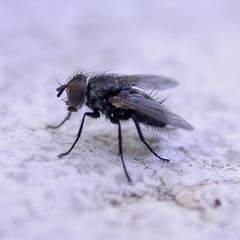 Exoristinae