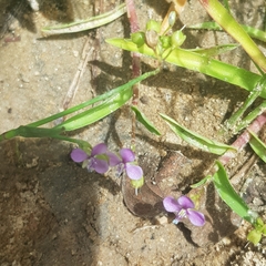 Murdannia nudiflora
