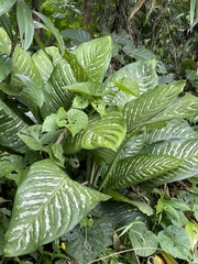Dieffenbachia