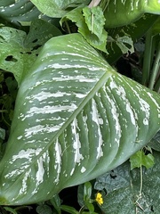 Dieffenbachia