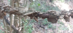 Secamone parvifolia