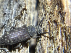 Zopheridae