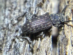 Zopheridae