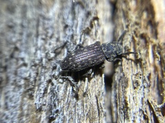 Zopheridae