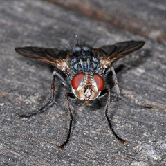 Microphthalma europaea