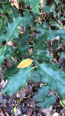 Ilex aquifolium
