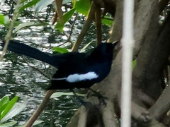 Copsychus mindanensis