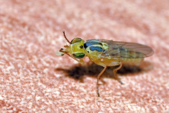 Meromyza