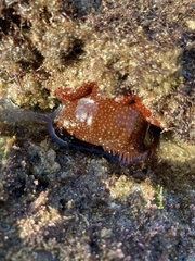 Actinia fragacea