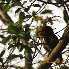 Glaucidium