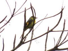 Pericrocotus brevirostris