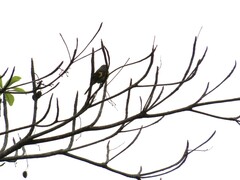 Pericrocotus brevirostris