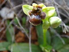 Ophrys bombyliflora