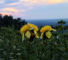Hypericum prolificum
