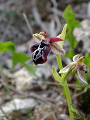 Ophrys cretica