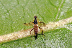 Hybotidae