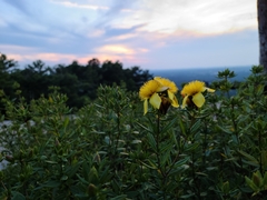 Hypericum prolificum