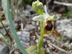 Ophrys tenthredinifera