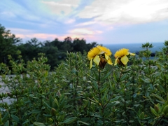 Hypericum prolificum