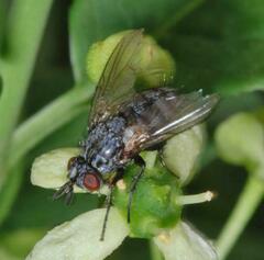 Triarthria setipennis