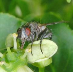 Triarthria setipennis