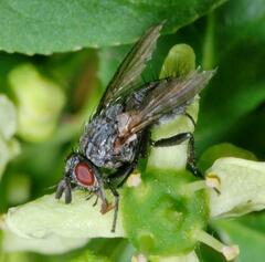 Triarthria setipennis