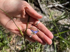 Dianella brevicaulis