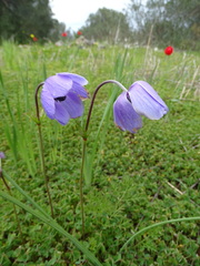 Anemone coronaria