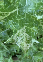 Phytomyza syngenesiae