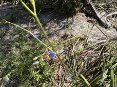 Dianella brevicaulis