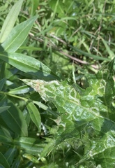 Phytomyza syngenesiae