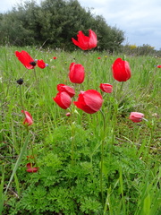 Anemone coronaria