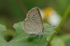 Zizeeria karsandra