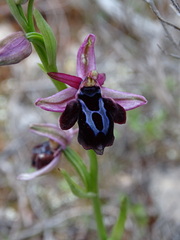Ophrys sphegodes spruneri