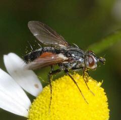 Eriothrix rufomaculata