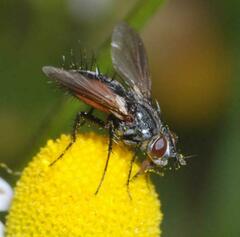 Eriothrix rufomaculata