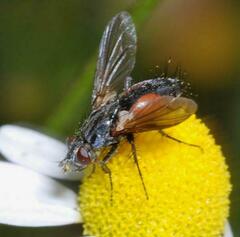 Eriothrix rufomaculata