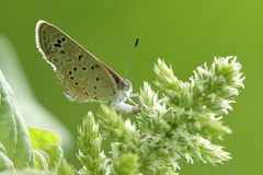 Zizeeria karsandra