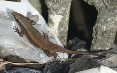 Eutropis