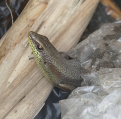Eutropis